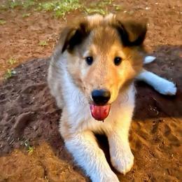 Wyatt - Sable male Collie puppy in Lubbock, Texas from Lonestar Country Collies