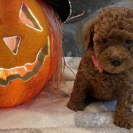 "Dolly (Girl) 5 Weeks" Goldendoodle Puppies from Oregon Doodle