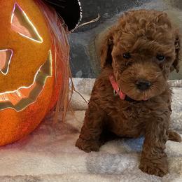 "Dolly (Girl) 5 Weeks" Goldendoodle Puppies from Oregon Doodle