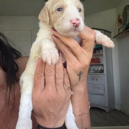 Sommer - Parti female Assorted Doodle Crosses puppy in Port Saint Lucie, Florida from Sommerdoodle