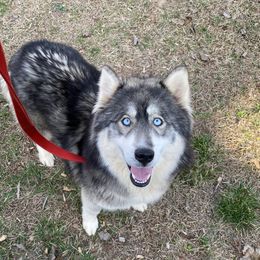 Aleah - Siberian Husky