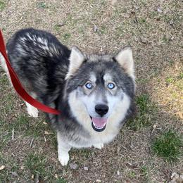 Aleah - Siberian Husky