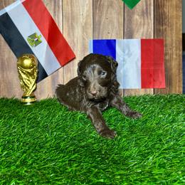 Kylian mbappe (France) - Chocolate male Labradoodle puppy in Kingston, Georgia from CC Familydoodles