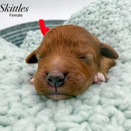 Skittles - Red  female Goldendoodle puppy in Sunman, Indiana from Brunsman Country Doodles LLC