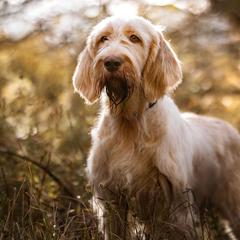 Spinoni Italiani from Seven Pines Spinone