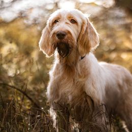 Spinoni Italiani from Seven Pines Spinone
