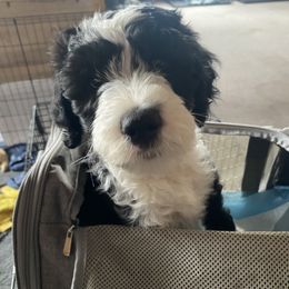 Goldendoodle, Poodle, and Sheepadoodle Puppies from Heavenly Hilltop Farm