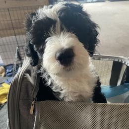 Goldendoodle, Poodle, and Sheepadoodle Puppies from Heavenly Hilltop Farm