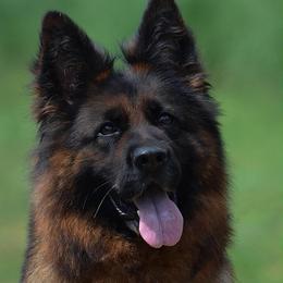 Quincy - German Shepherd