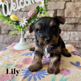 Lily - Black and tan female Yorkshire Terrier puppy in Smryna, Georgia from Owensons’ Kennel