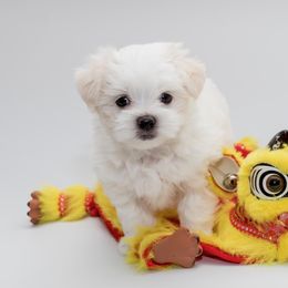 Maltese and Maltipoo Puppies from Chez Lexi Kennels