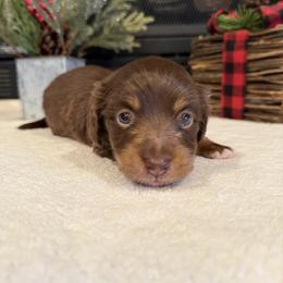 Bonnie - Chocolate and tan female Dachshund puppy in Stilwell, Oklahoma from B & K Dachshunds