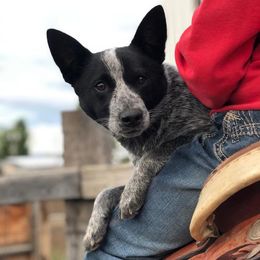 Australian Cattle Dogs from Hoo Doo Valley Heelers