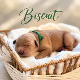 Biscuit - Golden male Golden Retriever puppy in San Bernardino, California from Thegoldendreams1