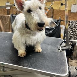Prissy - Scottish Terrier