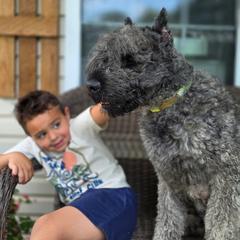 Maui - Bouvier des Flandres