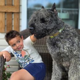 Maui - Bouvier des Flandres