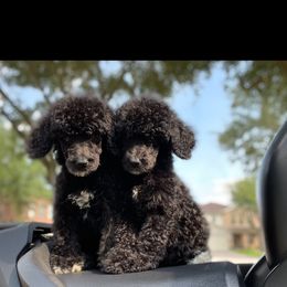 Poodle Puppies from Durer Poodles