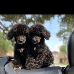 Poodle Puppies from Durer Poodles