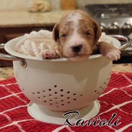 Ravioli (Blue Collar) - Red  male Goldendoodle puppy in Guthrie, Oklahoma from Edmond Doodles, LLC