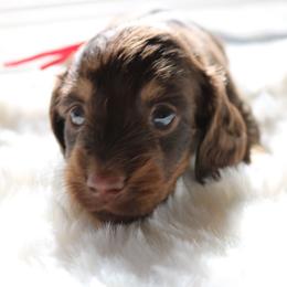 Rolo - Chocolate and tan male Dachshund puppy in Peebles, Ohio from Cave Valley Hounds