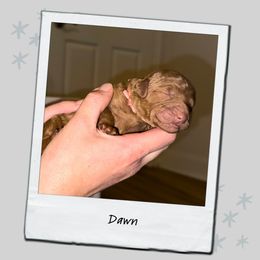 Dawn - Red  female Poodle puppy in Spring Branch, Texas from Mezzo Poodles