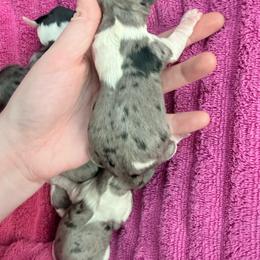 Black dapple piebald big spot Female - Dapple female Dachshund puppy in Umatilla County, Oregon from Divine Dogs