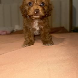 Finn - Buff and white male Cockapoo puppy in 77304, Texas from Little Valley Puppies
