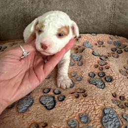 Lady - Parti female Goldendoodle puppy in Cherry Tree, Pennsylvania from Plum Creek Acres Next Generation