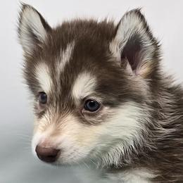 Independence - Red and white male Siberian Husky puppy in Kansas City, Missouri from Anuun's Huskies