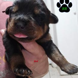 Red - Black and mahogany male Rottweiler puppy in Tangent, Oregon from Raya's Royals