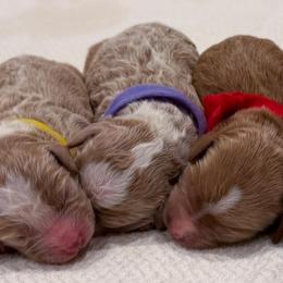 Lavender - f - Red  female Goldendoodle puppy in Ruthorfordton, North Carolina from Duncan Doodles Goldendoodles