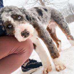 HUK - Bernedoodle