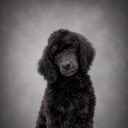Poodle Puppies from Impressive Cartwright Standards