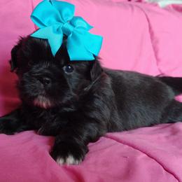 Mini Onyx - Black and white female Shih Tzu puppy in Memphis, Tennessee from Thorntons Fur Crew