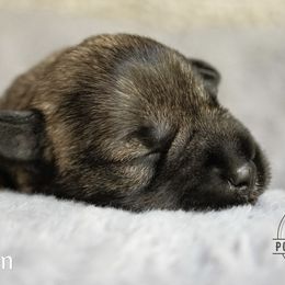 Aston - Salt and pepper Miniature Schnauzer puppy in Folkston, Georgia from Poplar Creek Miniature Schnauzers