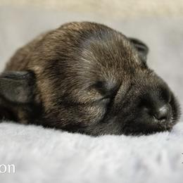 Aston - Salt and pepper Miniature Schnauzer puppy in Folkston, Georgia from Poplar Creek Miniature Schnauzers