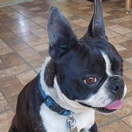 Boston Terriers from Steed's Boston Terriers