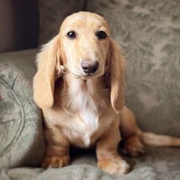 Dachshund Puppies from Lawson's Kennel