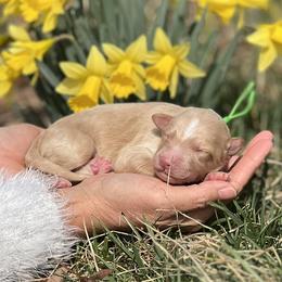 Dior - Gold male Bordoodle puppy in Conway, Missouri from 2J 2K Bordoodles