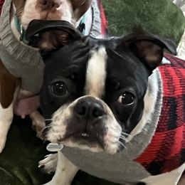 George - Boston Terrier