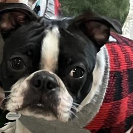 George - Boston Terrier
