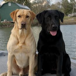 Labrador Retriever puppies from H & H Retrievers