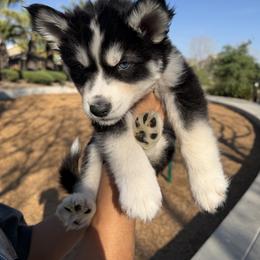 Chocolate Chip - Black and white male Siberian Husky puppy in Perris, California from Orange Family Huskies