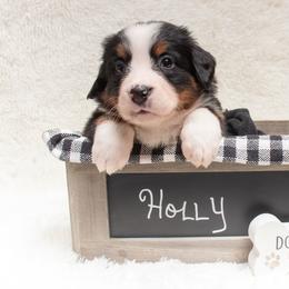 Bernese Mountain Dog Puppies from Berner Dynasty