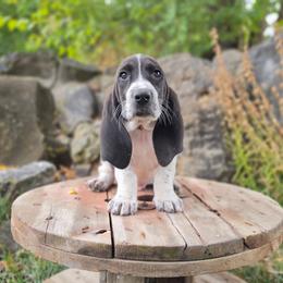 Ponyboy-red collar - Black and white male Basset Hound puppy in Valley, Washington from Peaceful Valley Paws
