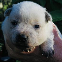 Amos - Red speckled male Australian Cattle Dog puppy in Redding, California from Macushla Kennel