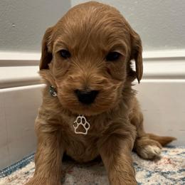 Dark Green Boy - Apricot male Goldendoodle puppy in Largo, Florida from My Favorite Doodle