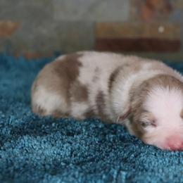 Nicole's RMF1 - Red merle female Miniature Australian Shepherd puppy in Goliad, Texas from Sassy Lil Aussies and Diamond W Poodles
