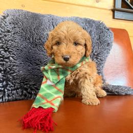 Walter - Apricot male Goldendoodle puppy in Millville, California from Hope Lane Kennels